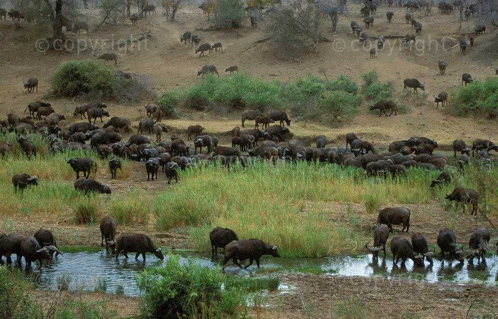 Cape Buffalo, Syncerus caffer, Large herd at Shingwedzi River, Kruger National Park, South Africa