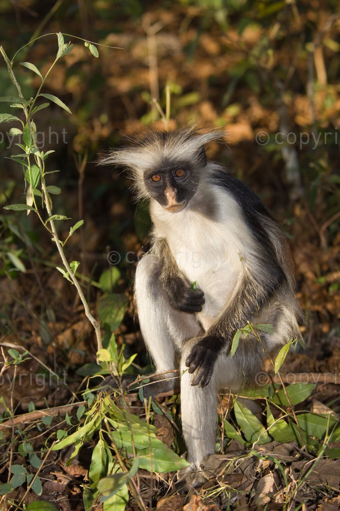 Tanzania, Zanzibar, Jozani forest, Kirk's Red Colobus monkey (Procolobus kirkii) is endemic to the island and one of the rarest primates in Africa.
