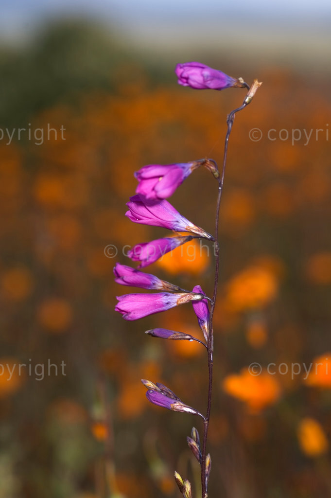 Ixia rapunculoides (bluebells) Spring flowers in Namaqua National Park, Namaqualand, South Africa