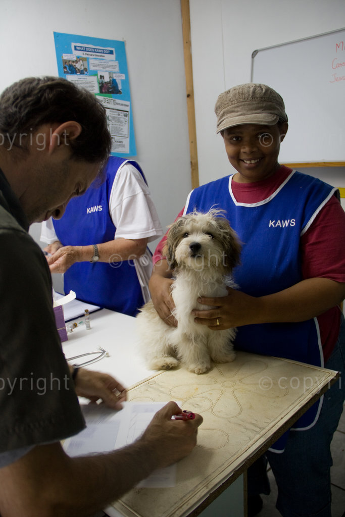 once a week local vet Dr Peter Dave looks after the animals at Kleinmond Animal Wlefare Societs (KAWS). The community can also bring their pets to be injected or examined. KAWS pay their volunteers with money raised from the shop selling second-hand goods. Here Patricia Beukes holds Milo while Jennifer Banks prepares the medication. model released