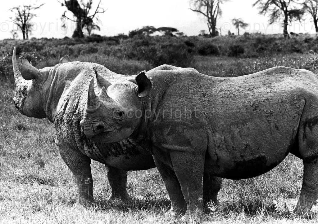 AFRICA, KENYA - Two mature Black Rhinos with their young at the Amboseli National Park (1971) From the mid-70's, the numbers of Black Rhinoceros dropped significantly from 20,000 to less than 500 animals in ten years but numbers have steadily been rising. (Photo by: Mohamed Amin / Camerapix /  Africa 24 Media) ALL RIGHTS RESERVED