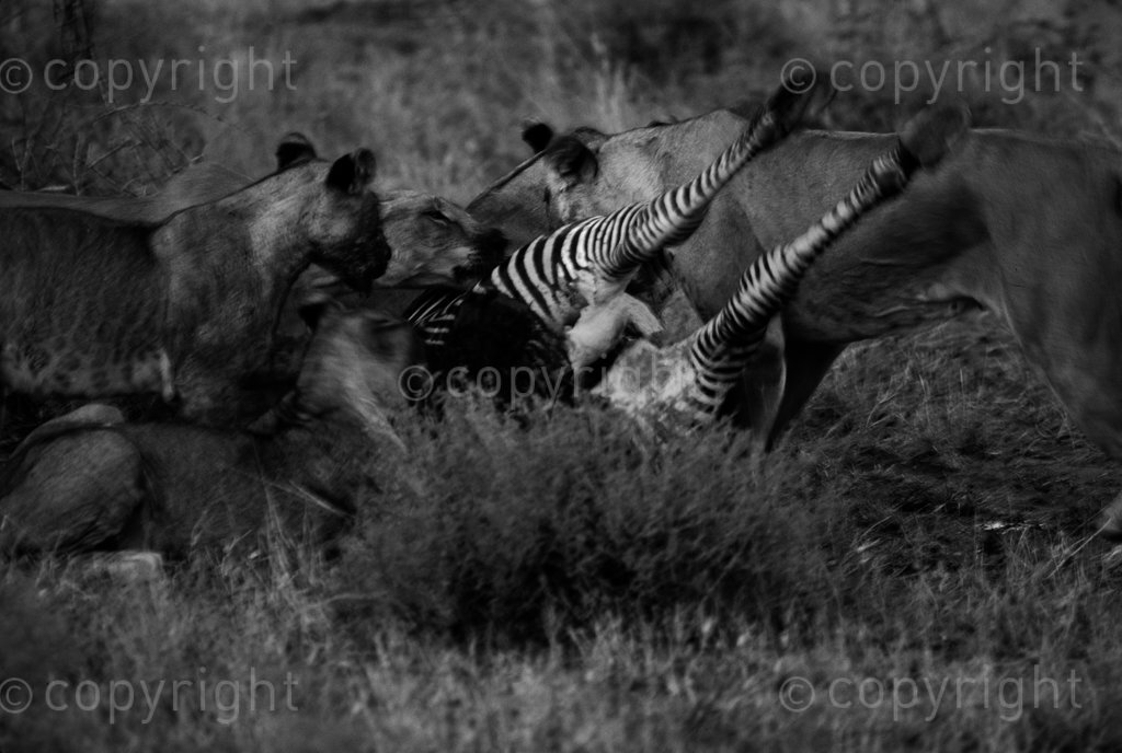 AFRICA, KENYA - A pride of lions feed on a zebra that was hunted and killed. pride comprises of interrelated females and one to four adult males. Young male lions are kicked out of the pride when they show signs of maturity. (Photo by: Africa 24 Media / Camerapix /Mohamed Amin / Duncan Willetts) ALL RIGHTS RESERVED