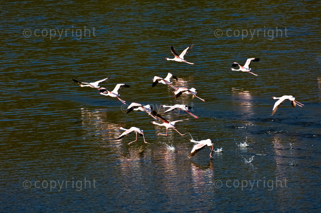 flamingos in lake Chitu, Abiata-Shala National Park, Ethiopia