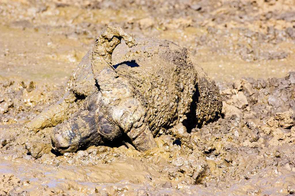 A Buffalo (Syncerus caffer) rolling in mud