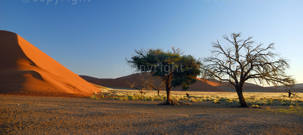 Late afternoon light on the red sand dunes and Camelthorn trees near Sossusvlei, Namibia