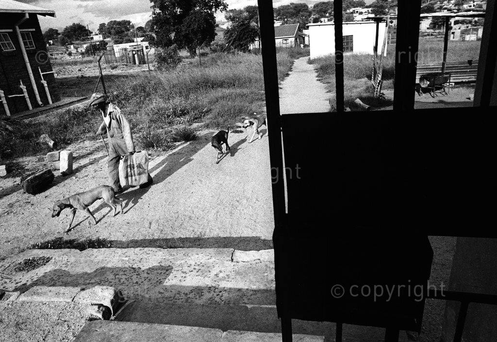 old man walking with african dogs

© paul weinberg