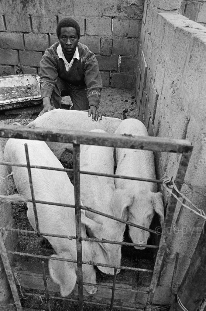 A pig farmer at Roosboom in Kwazulu Natal, which was declared a 'black spot' and subjected to forced removal in the 1970s, and returned to its former inhabitants in the early 1990s