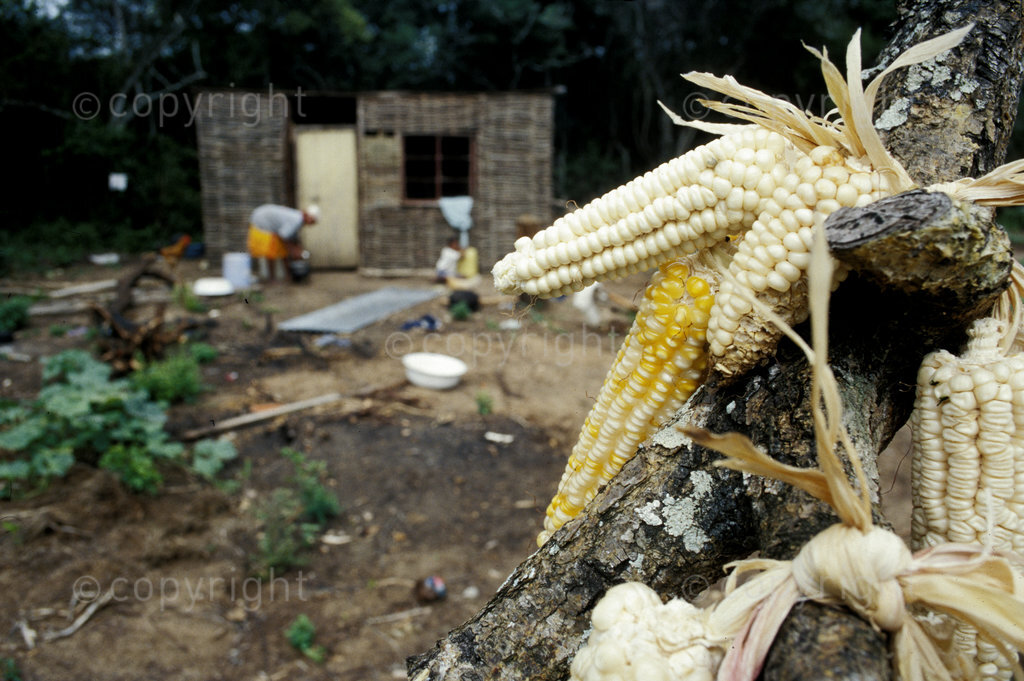 Maize harvest, Bongweni corridor, that lieas between Ndumo and Tembe Game reserves, 2000