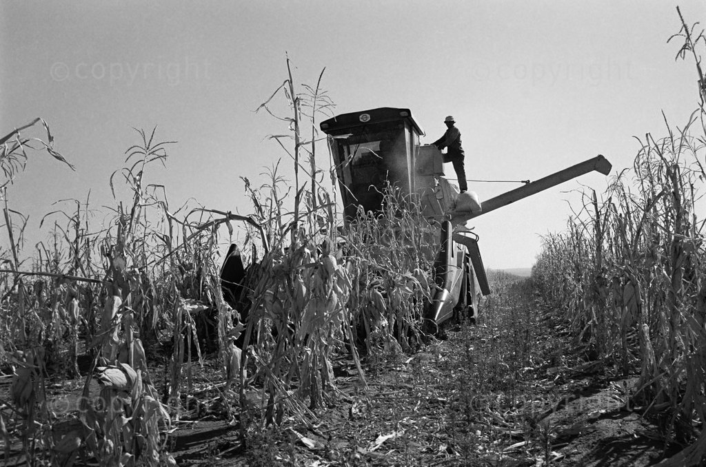 Harvesting mielies on a Natal farm