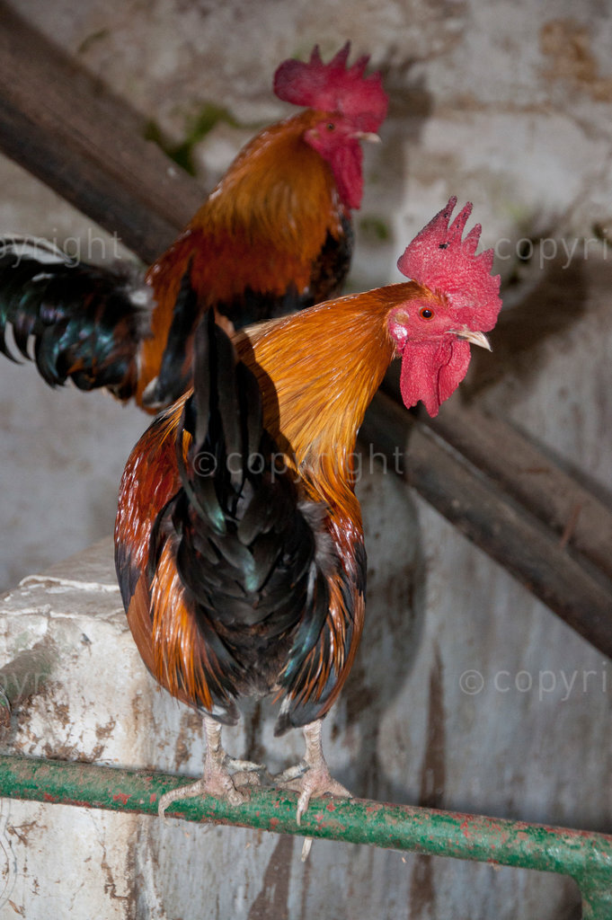 Bantam cockral rooster, male domestic fowl
