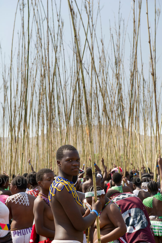 Zulu maidens deliver reed sticks to the King, Zulu Reed Dance at eNyokeni Palace, Nongoma, South Africa