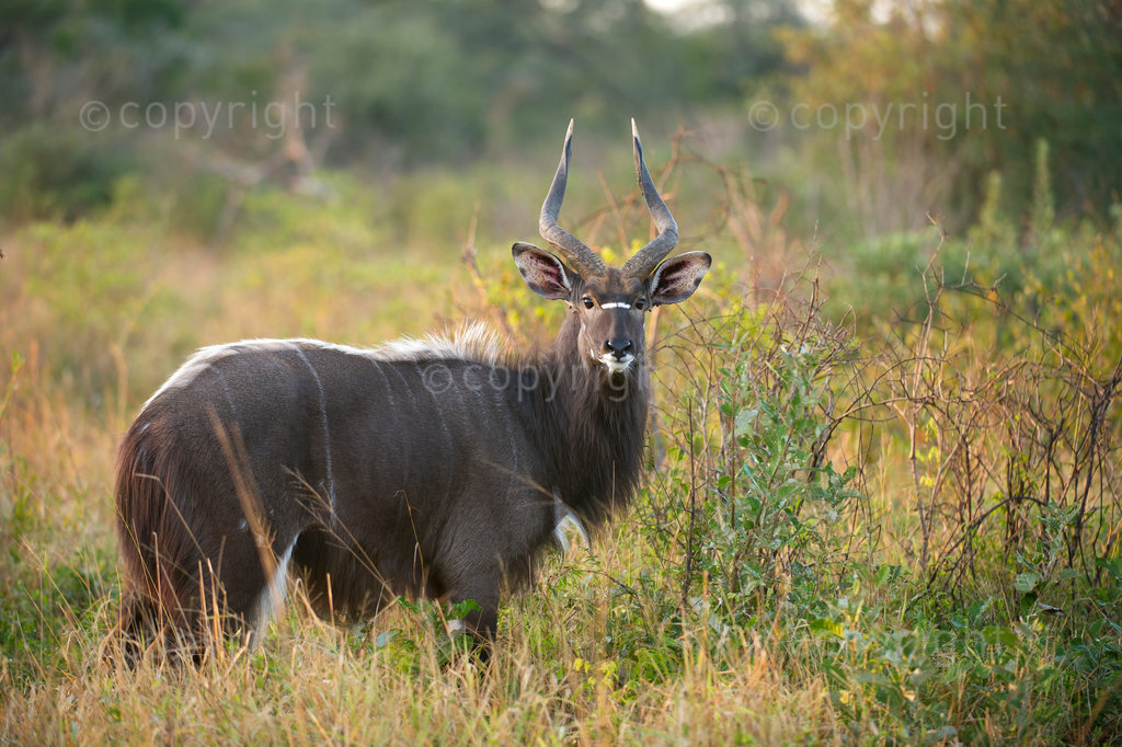 Nyala bull (Tragelaphus angasi), Tembe Elephant Park, South Africa