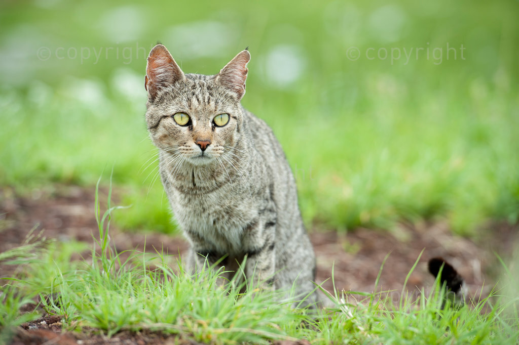 African wildcat (Felis silvestris lybica), Amboseli National Park, Kenya