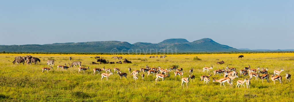 Springbok (Antidorcas marsupialis), Plains Zebra (Equus quagga, formerly Equus burchelli), also known as the common zebra or Burchell's zebra and blue wildebeest (Connochaetes taurinus), also called the common wildebeest or the white-bearded wildebeest. Madikwe Game Reserve. North West Province. South Africa