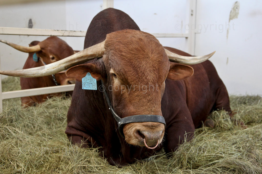 A Afrikaner bull in a pen at Nampo Harvest Day 2017. (17/5/17)
