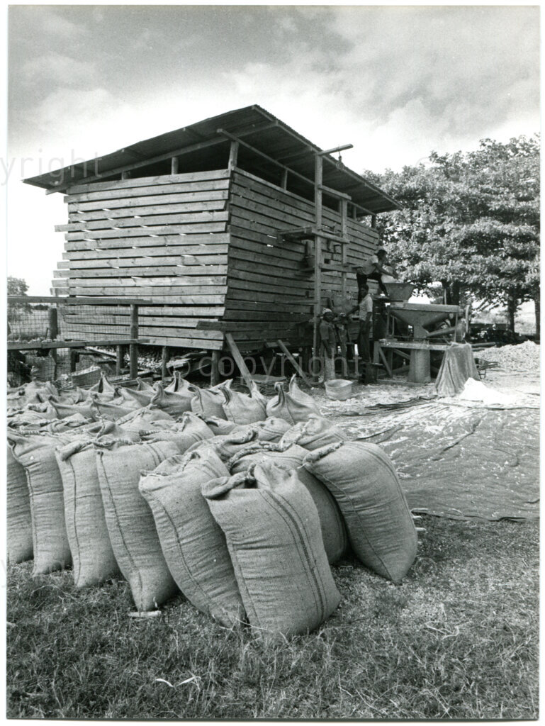 Processing maize at the farm in Mazimbu, Tanzania, 1980. Photographer: Eli Weinberg.