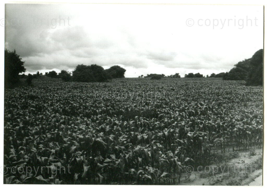 The ANC's Chongela farm near Lusaka, Zambia, 1985. Photographer unknown.