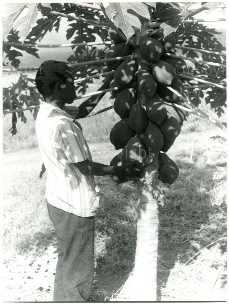 SOMAFCO student checks whether the papaya's are ripe at the farm in Mazimbu, Tanzania, 1980. Photographer: Eli Weinberg.