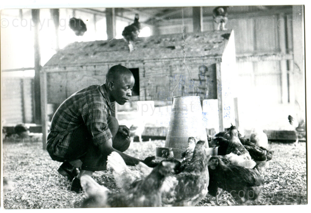 Professor' in the chicken farm of Mazimbu, Tanzania, 1981. Photo: Eli Weinberg Photo Lab.