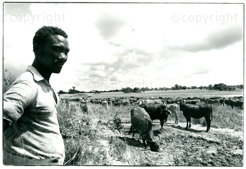 Farm worker with cattle at the ANC's Chongela farm near Lusaka, March 1988. Photographer: Pieter Boersma.