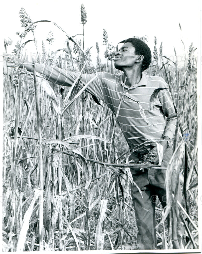 SOMAFCO student assists in harvesting the sorghum at the farm in Mazimbu, Tanzania, 1983. Photo: Eli Weinberg Photo Lab.