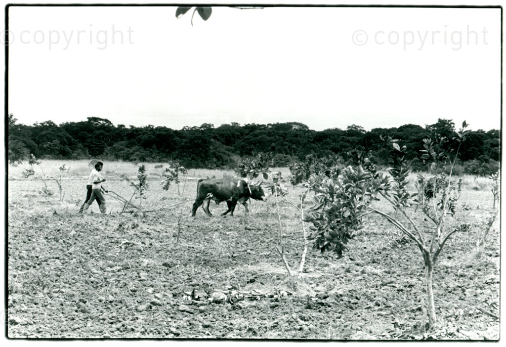 Ploughing at the ANC's Chongela farm near Lusaka, March 1988. Photographer: Pieter Boersma.