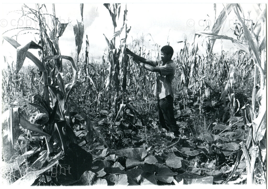 SOMAFCO student working in the maize fields of the farm in Mazimbu, Tanzania, 1980. Photographer: Eli Weinberg.