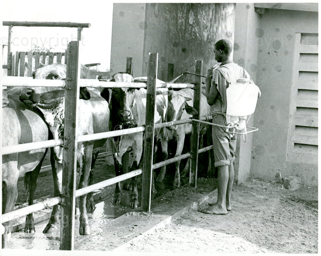 Spraying cattle against insects at the farm in Mazimbu, Tanzania, 1987. Photo: Eli Weinberg Photo Lab.
