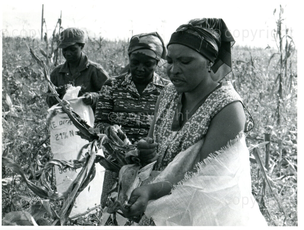 Voluntary work in the maize fields of the farm in Mazimbu, Tanzania, August 1984. Photo: Eli Weinberg Photo Lab.