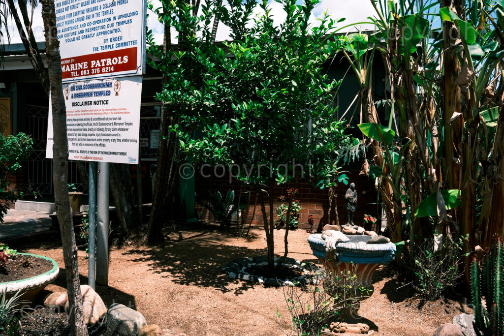 Figures in a 'Scape, a small bronze figurine of Mahatma Gandhi stands in the shade of trees the gardens of the Stri Siva Soobramoniar Temple in Williams Street off Langalibalele Street just behind the Midlands Medical Centre.