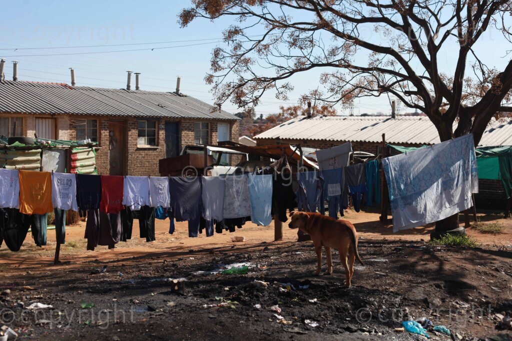 A dog looking for food at the Diepkloof hostel in Soweto, south east of Johannesburg in Gauteng, South Africa. 29 June 2023 Photo: Oupa Nkosi
