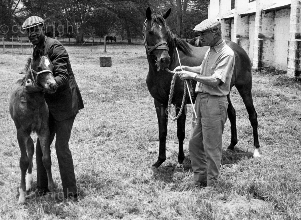 Can racing be saved? Jockey rider. With but a few notable exceptions, the past ten years or so have seen a decline in the standard of performance in Nigerian sports. But in no field has this decline been so marked as in racing.