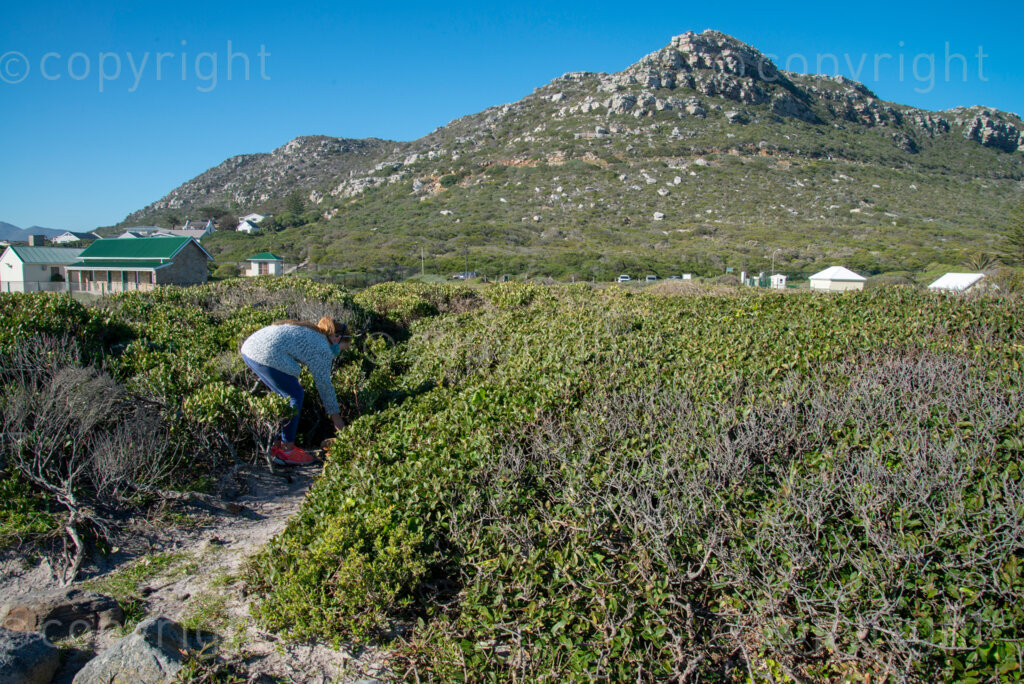 Rock artist Lara Thompson's daugther Shae, 12, demonstrates how they hide her mother's rocks for people to find near Slangkop light house in Kommetjie, Cape Town, Thursday, July 17, 2020. PHOTO: EVA-LOTTA JANSSON 