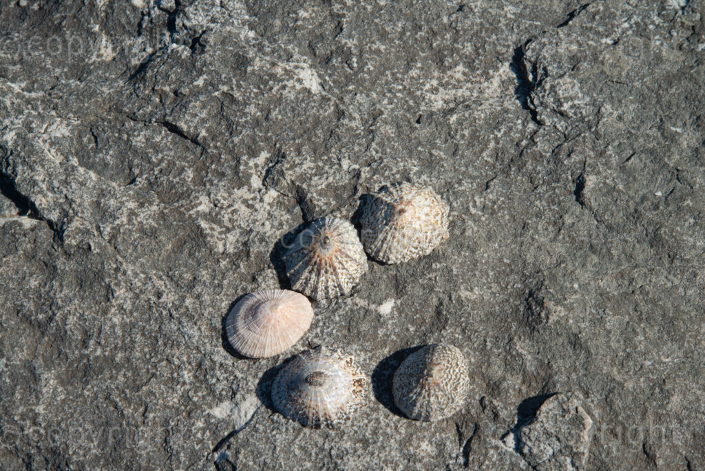 Rock art made with shells near Slangkop light house in Kommetjie, Cape Town, Thursday, July 17, 2020. PHOTO: EVA-LOTTA JANSSON 