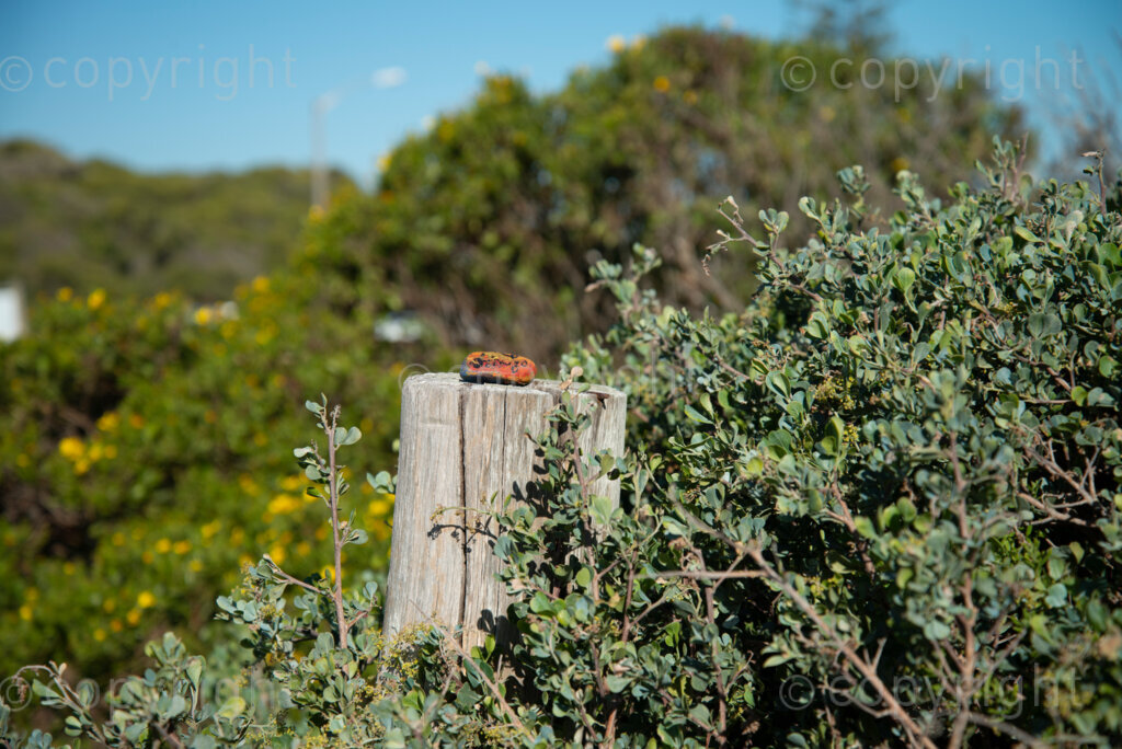 An unknown artist has left a painted rock to find near Slangkop light house in Kommetjie, Cape Town, Thursday, July 17, 2020. PHOTO: EVA-LOTTA JANSSON 